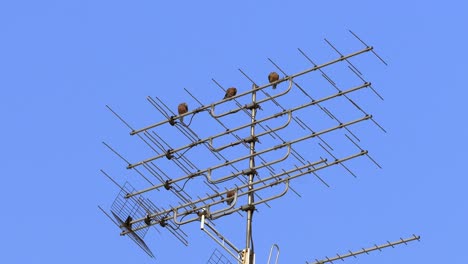 Eine-Gruppe-Tauben,-Die-Auf-Einer-Antenne-Und-Vor-Dem-Hintergrund-Des-Himmels-Sitzen