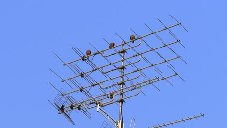 un grupo de palomas encaramadas en una antena y contra el fondo del cielo