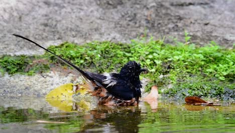 White-rumped-Shama-bathing-in-the-forest-during-a-hot-day,-Copsychus-malabaricus,-in-Slow-Motion