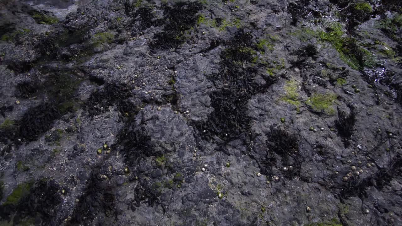 360 shot of sea weed and sea shells on the shore