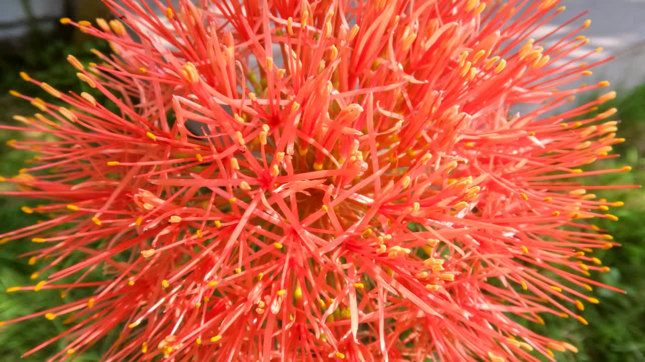 꽃이 피는 스카도쿠스 식물, 은 공 모양, 약한 녹색 줄기