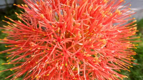 flowering scadoxus plant, has a red ball-like shape, weak green stems