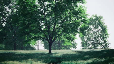 lush green trees in a serene landscape under bright sunlight