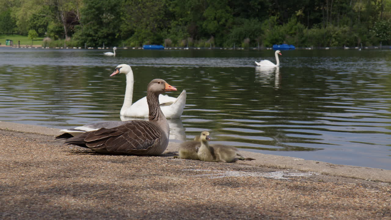 cisnes relajándose en la orilla del lago serpentine en hyde park, londres