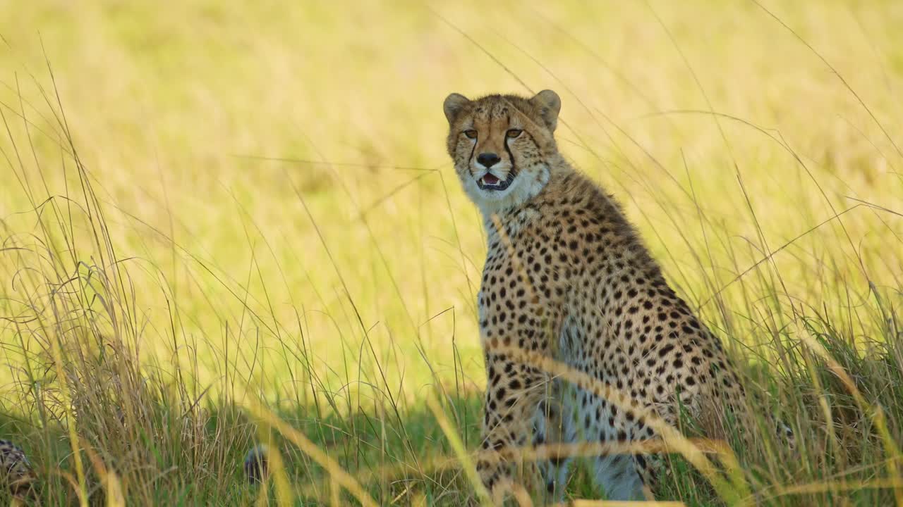 guepardo solo bajo la sombra de un árbol de acacia refrescándose, lejos del brillante sol de kenia, vida silvestre africana en la reserva nacional de masai mara, kenia, áfrica animales de safari en masai mara