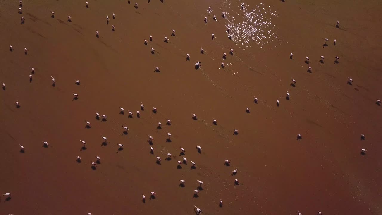 aerial de ojo de pájaro de pájaros flamencos de pie en la superficie del agua durante el ángulo bajo de la luz solar, la belleza cruda de la laguna de canapa, bolivia, américa del sur