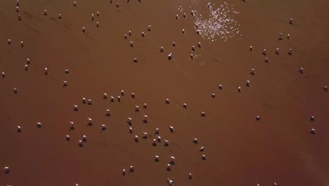 aerial de ojo de pájaro de pájaros flamencos de pie en la superficie del agua durante el ángulo bajo de la luz solar, la belleza cruda de la laguna de canapa, bolivia, américa del sur