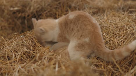 two young cats playing on top of a hay grass within the barn