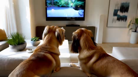 dogs watching tv