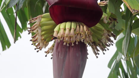 avispones de bandas menores forrajeando alrededor de una flor de plátano en tailandia