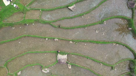 aerial view of rice terraces