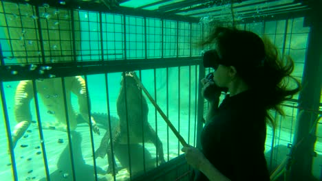 a woman cage diver feeds raw meat on a stick to zambezi river crocodiles in zimbabwe africa