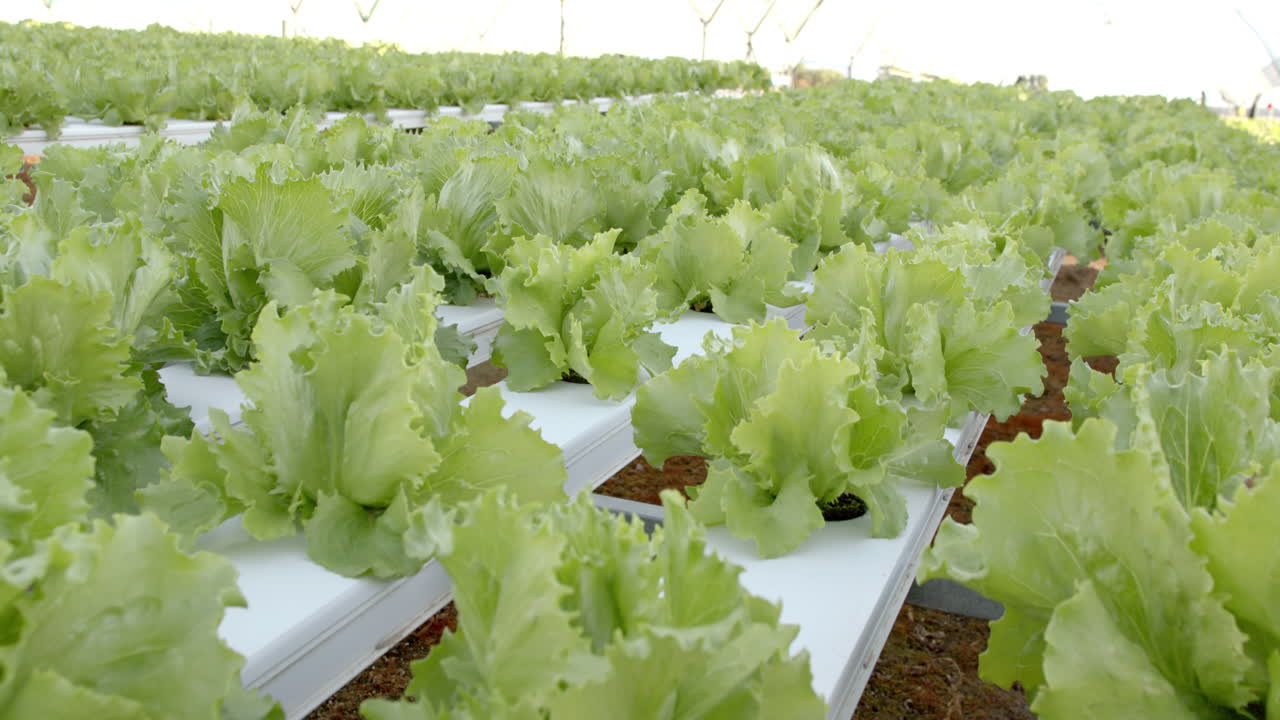 Growing hydroponic lettuce in greenhouse, showcasing modern sustainable agriculture, copy space