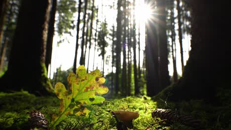 sunshine is coming into the forest, timelapse of a lower perspective on a autumn colored leaf with a punched out heart shape