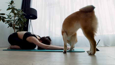 una hermosa joven caucásica hace yoga en casa mientras su perro sigue dando vueltas a su alrededor. shiba inu.