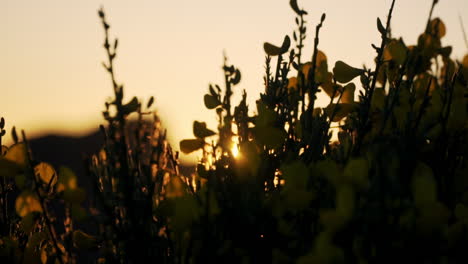 Sunset-sun-shining-through-silhouetted-yellow-flowers,-slow-motion