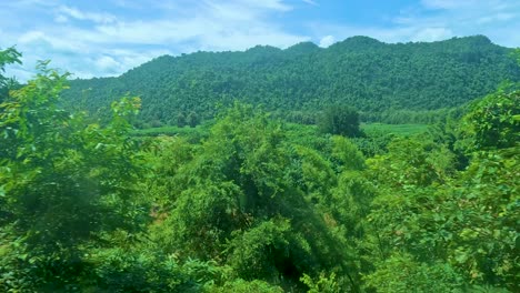 scenic views of forest and river landscape