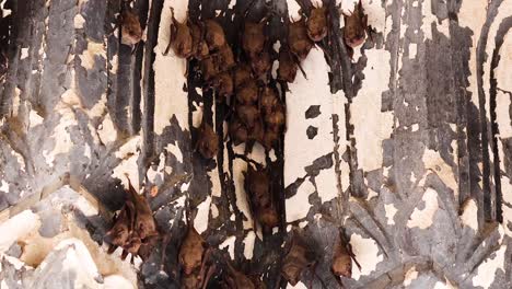 a bat ascends vertically on a rough wall surface.