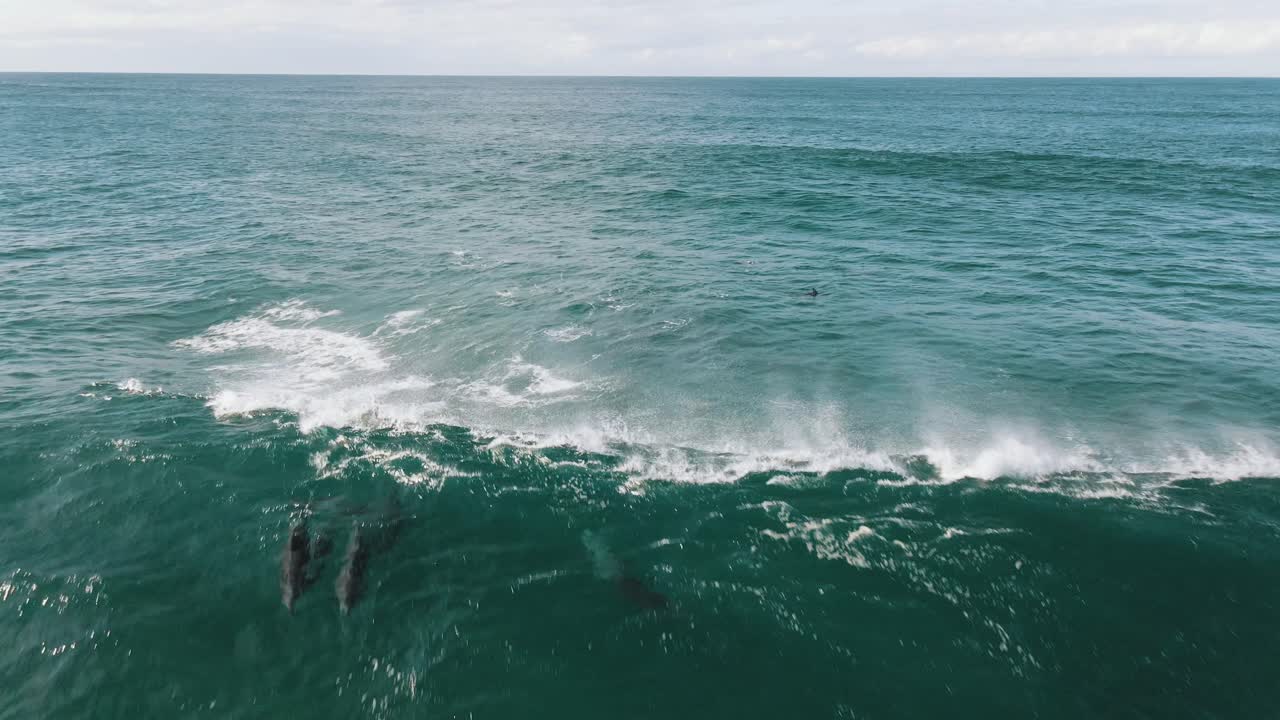 Aerial shot of some dolphins riding and jumping from a wave