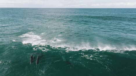 toma aérea de unos delfines cabalgando y saltando de una ola
