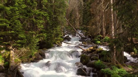 mountain river in the wood. beautiful wildlife landscape.