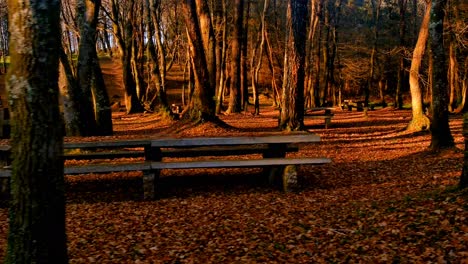 orange autumnal woodland with empty wood bench