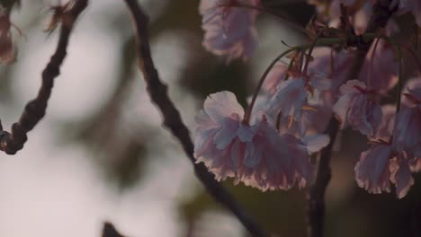 clusters of pink petals hanging off tree