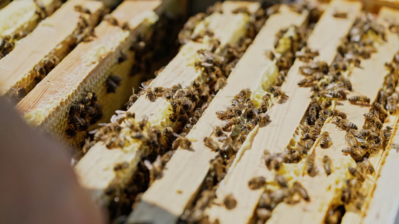Frames of a bee hive. Beekeeper harvesting honey. Working bees on honey cells. Apiary concept.