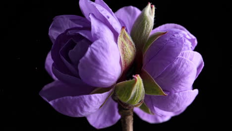 close-up of a purple flower bud