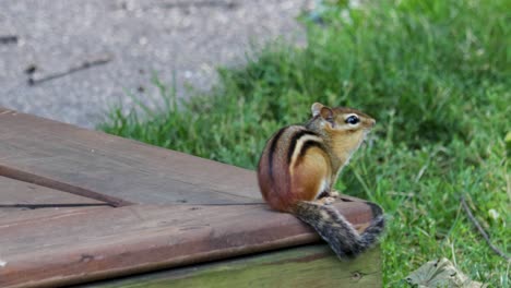 una ardilla listada oriental es más cautelosa con su entorno que buscando comida