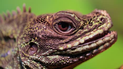 philippine sailfin lizard, crested lizard, sail-fin lizard, sailfin water lizard (hydrosaurus pustulatus) or its native name ibid is an oviparous lizard living only in the philippines