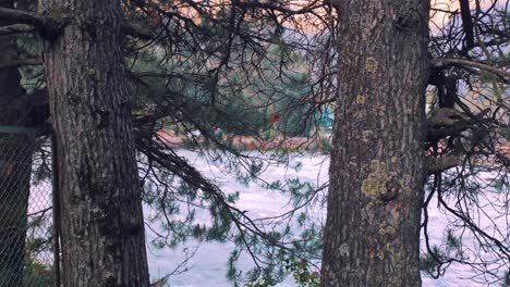 coniferous trees with fast flowing water in the background