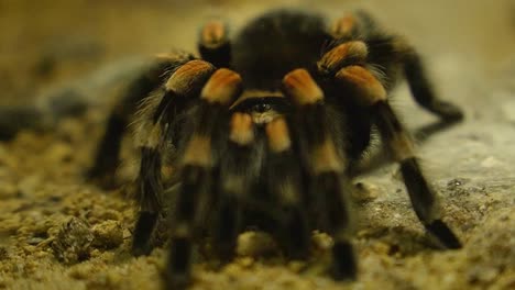 close up shot of hairy tarantula in sandy environment