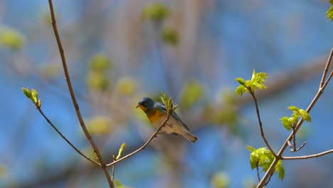 springtime birds migration northern parula warbler 4k