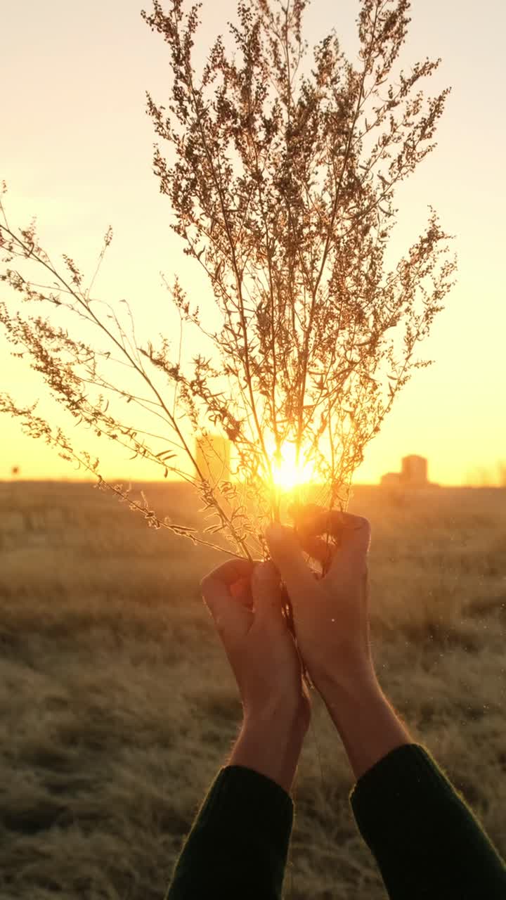 Hands Holding Dried Flowers at Sunset over a Field