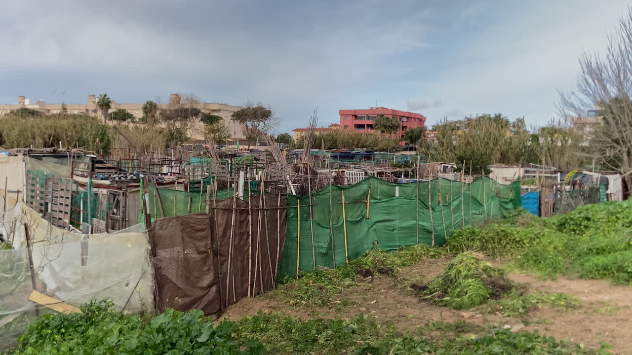 Appezzamenti informali di giardinaggio urbano caratterizzati da varie strutture e recinzioni fatte a mano, con architettura storica sullo sfondo