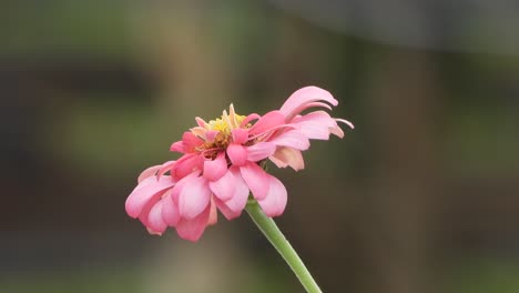 calendula flowers - pink color