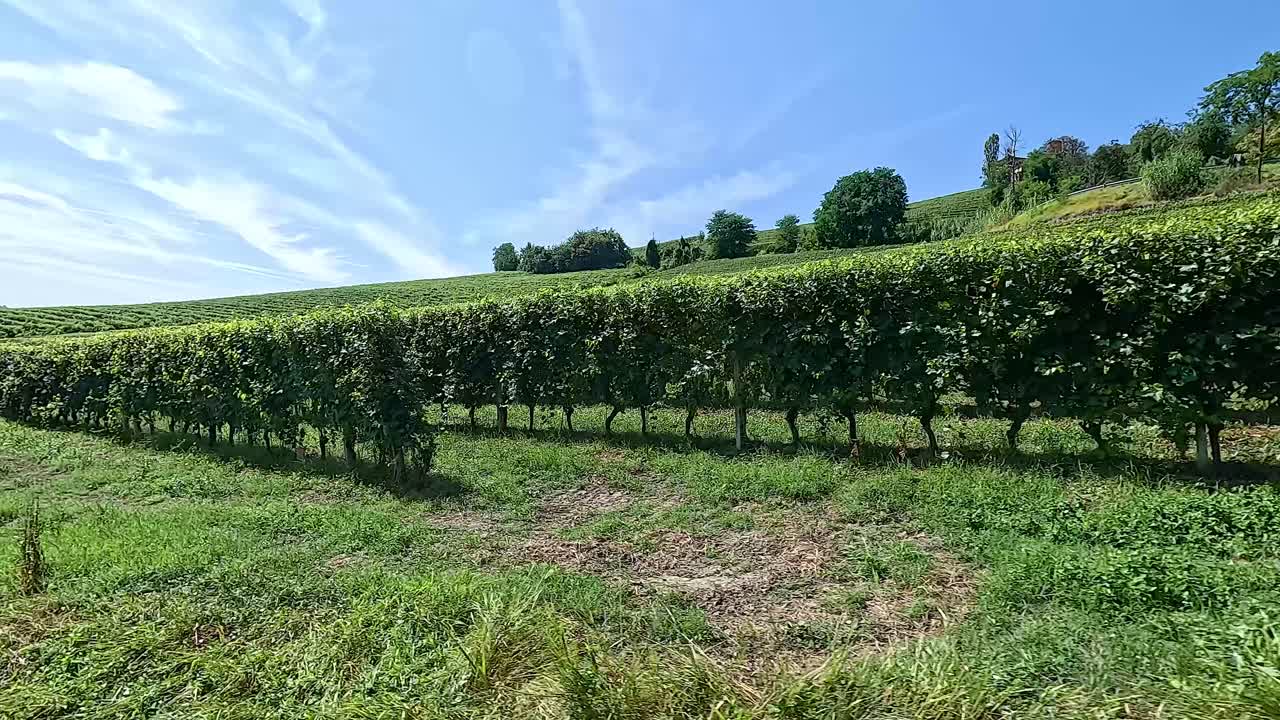 un viñedo exuberante bajo un cielo azul brillante