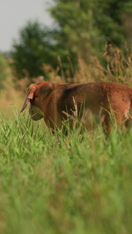 dueño de mascota usando al aire libre en el campo de hierba alimentando a uno de sus perros que saltó ansiosamente para recoger comida de su mano, mientras que el segundo perro mira con la boca abierta, disfrutando de un día soleado en el campo