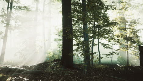 Sonne-Geht-In-Einem-Wald-Mit-Nebel-Auf