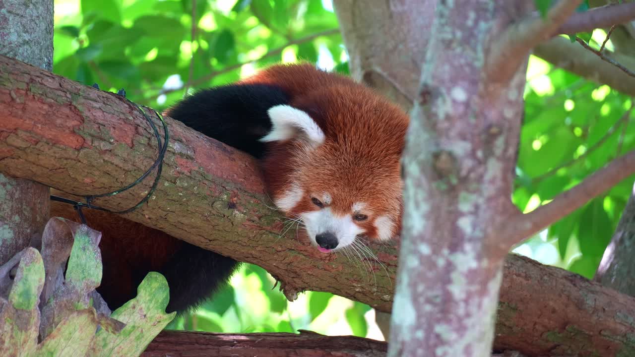 Roztomilá panda červená (Ailurus fulgens) odpočívá na větvi stromu, detailní záběr