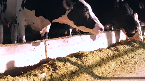 images of cows eating in the barn