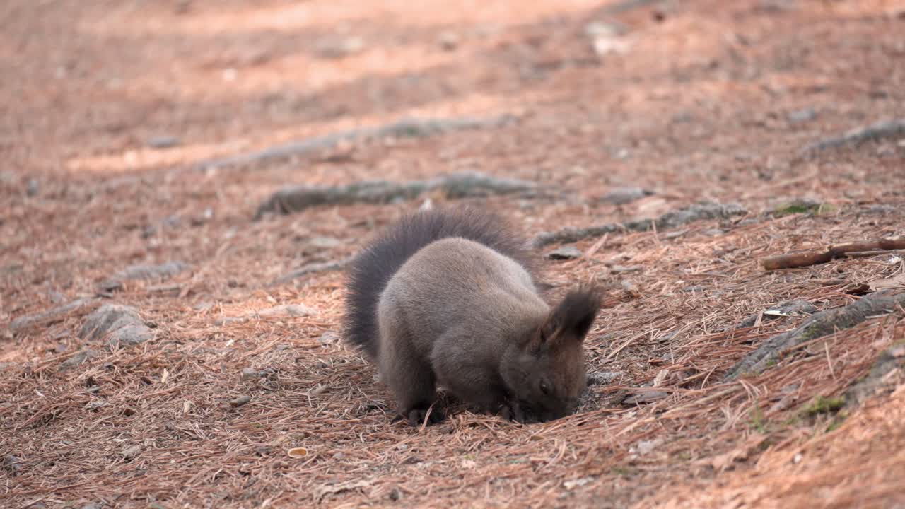 ardilla gris euroasiática comiendo piñones sentado junto a la raíz del árbol con hojas caídas y agujas - vista frontal