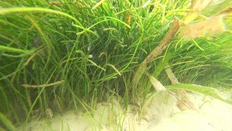 Seagrass-seen-in-front-of-the-beach-of-Tulum