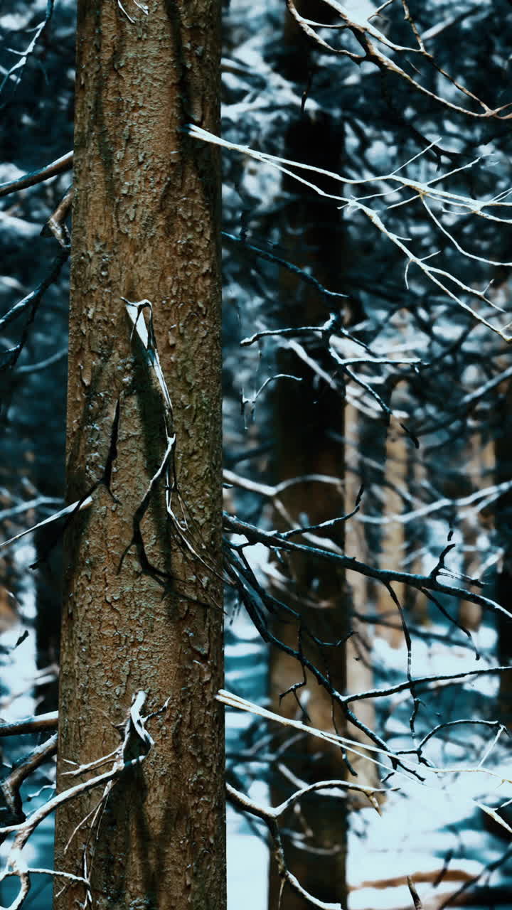 冬の森のシーン