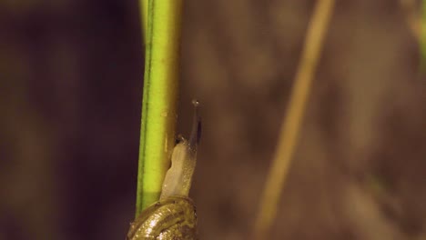 snail slowly meanders up a green stem, blurred jungle background