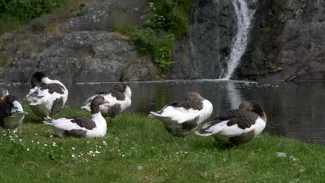 Vom-Aussterben-Bedrohte-Arten-Öland-Gans-Ölandsgås-Ruht-Auf-Wiesen-Neben-Einem-Kaskaden-Wasserfall-Teich,-Schweden