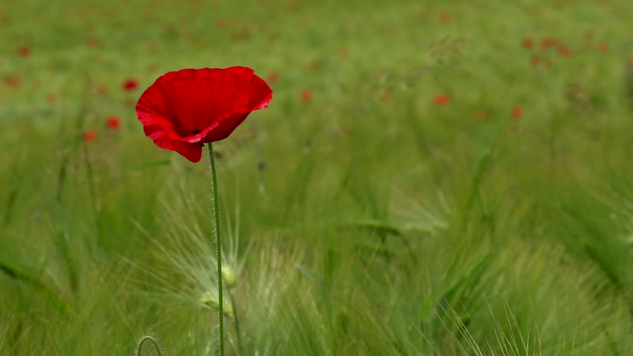 Lonely Dutch red tulip flower growing in green grass field during sunny day, close up