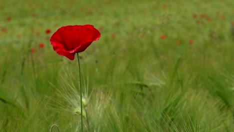 Lonely-Dutch-red-tulip-flower-growing-in-green-grass-field-during-sunny-day,-close-up