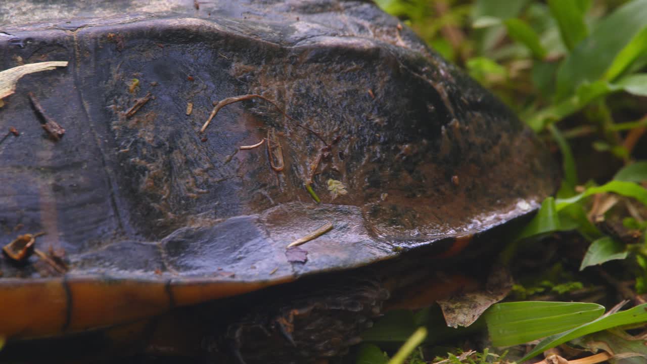 Peru Amazon turtle closeup, twist-necked species revealed in detail from shell texture and head exposed.